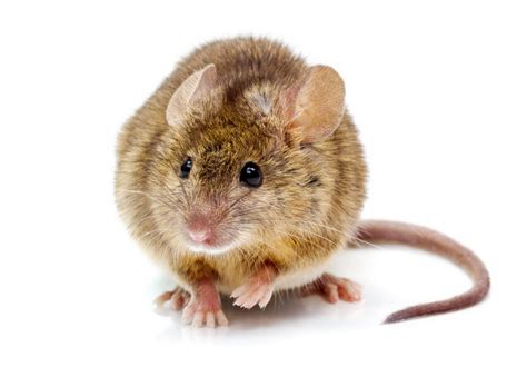 House Mouse Mus Musculus Genome Bc