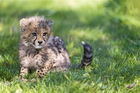Images Cheetah Cubs Grass Animal
