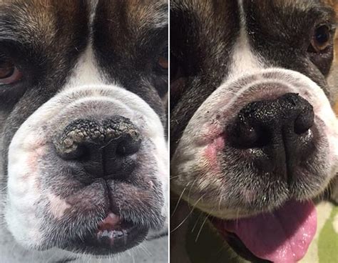 How Do I Treat My Dogs Dry Cracked Nose