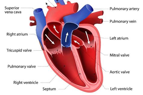 What Is Ventricular Tachycardia Facty Health