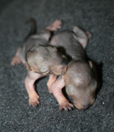 Remember Those Newborn Squirrels From February 23rd Yggdrasil Urban