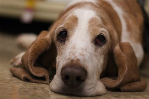 11 Unpleasant Realities Of Canine Bloating Your Dog Needs You To
