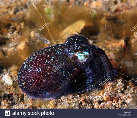 Hummingbird Squid Hi Res Stock Photography And Images Alamy