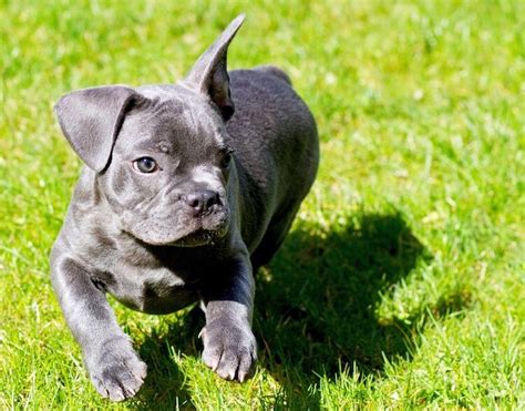 Purchasing a frenchie can be confusing because of the large price variance. Blue French Bulldog: Puppies, Price, Breeders, Health ...
