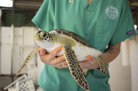 Juvenile Green Sea Turtle Set To Be Released Sea Turtle Preservation