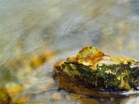 Leaf On A River Rock In Autumn Transition Colors Stock Photo Image