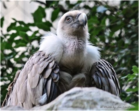 Het in 1987 opgerichte familiebedrijf telt ruim 70 medewerkers, waarvan 20 business to business adviseurs. Animals in Amsterdam, Netherlands (yeah know looking) - a ...