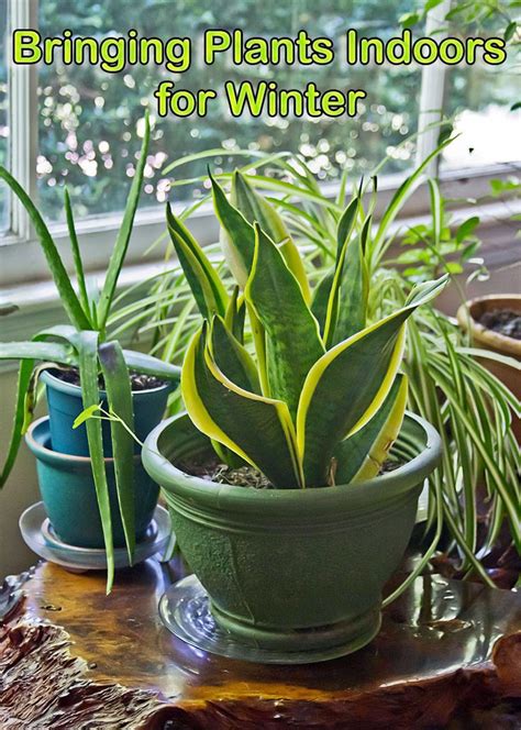 Steps For Bringing Plants Indoors For Winter House Plant Care Plants