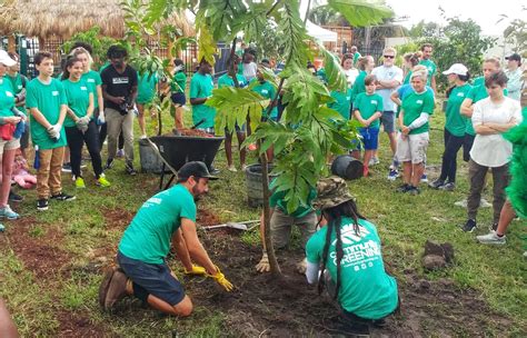 A Bread Fruit Is The First Tree Planted At The Henrietta Bridge Farm