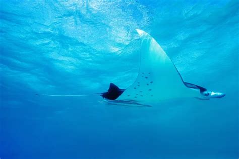 Manta Underwater In The Blue Ocean Background Stock Photo By ©izanbar