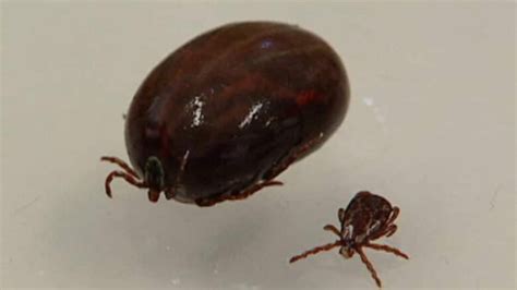 Ticks More Prevalent This Year Say Annapolis Valley Vets Cbc News