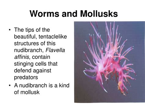 Ppt Worms And Mollusks Powerpoint Presentation Free Download Id9421800