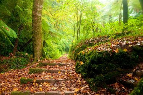 Visit Buçaco Forest In 2020 Ancient Forest Forest Ancient