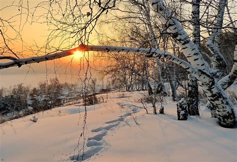 Landscape Nature Winter Morning Dawn Snow Footprints