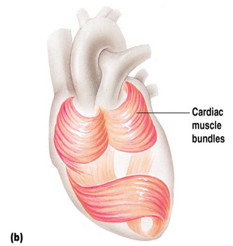 Cardiac Muscle Wikipedia