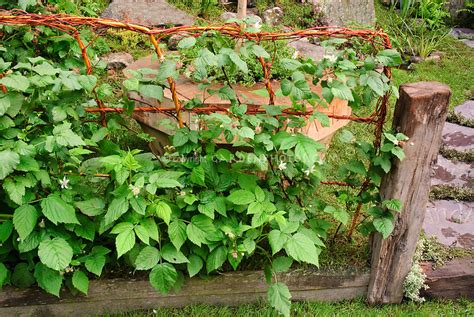 When and how to prune raspberry bushes. Raspberry bush and woven fence | Plant & Flower Stock ...