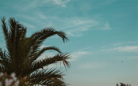 Download Wallpaper 3840x2400 Palm Tree Branches Leaves Tropics Sky