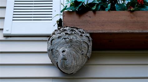 Hornet Nest Removal How To Get Rid Of Hornets Safely And Easily