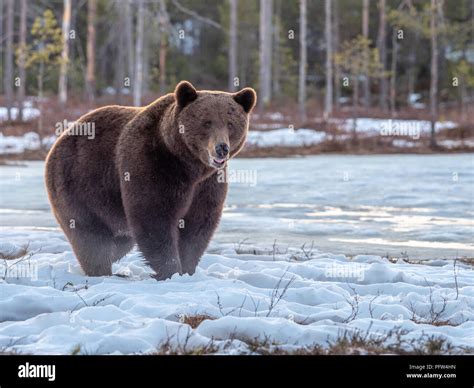 Female Brown Bear Ursus Arctos Foraging For Food In The Snow Finland