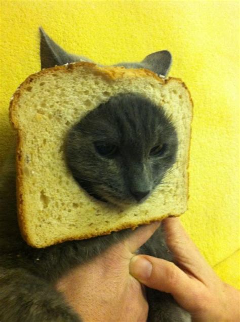 Image 244163 Cat Breading Know Your Meme