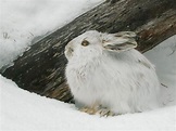 Snowshoe Hare | A Beautiful Animal | The Wildlife