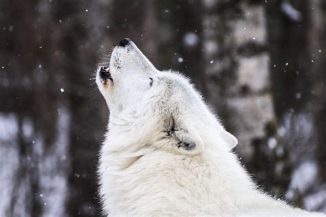 International Wolf Center On Twitter Wolves Communicate In A Number