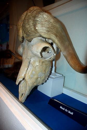 Musk Ox Skull The Fernbank Museum Decatur Ga Gabby G Flickr