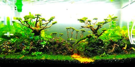 Become an iwagumi aquascaper with our in depth guide! 10 Model Tema Aquascape Terbaik Disertai Contoh Gambarnya ...