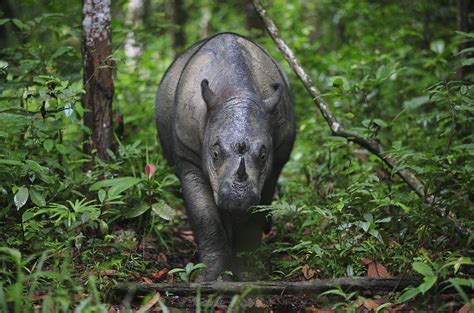 Indonesia Bans Five Foreign Scientists Shelves Conservation Data