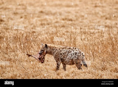 Spotted Hyena Crocuta Crocuta In Ngorongoro Conservation Area Unesco