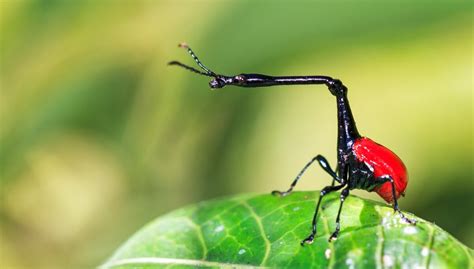 The 10 Rarest Insects On The Planet