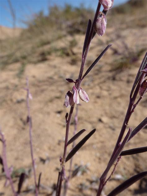 Polygala Erioptera Biodiversité Végétale Du Sud Ouest Marocain