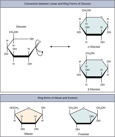 Carbohydrates · Biology