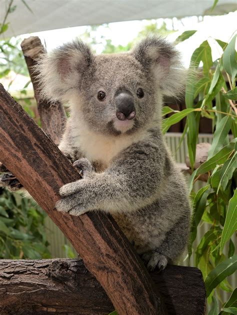 Adopt Kupari Australian Koala Foundation