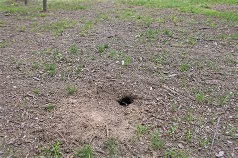How To Diagnose A Hole In The Lawn Digging Holes Lawn Holes