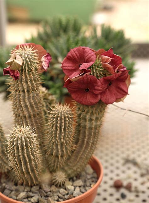 Rare Cactus With Big Red Flowers In The Pot Unusual Flowers Hibiscus