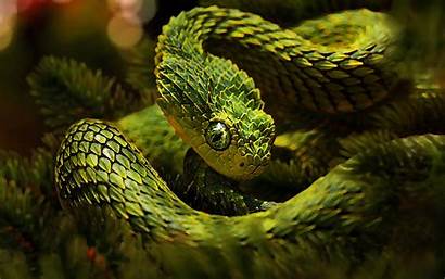 Snake Viper Snakes Wallpapers Animals Cobra Unusual