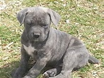 ICCF/AKC Cane Corso puppies - 75 ch.pedigree for Sale in Houston, Texas ...