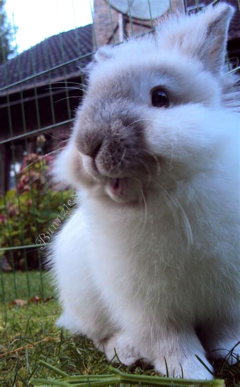 In particular, his ability to convey emotion without the use of words drew comment from critics. 17 Best images about RaBbItS on Pinterest | News in the world, Buns and Bunnies