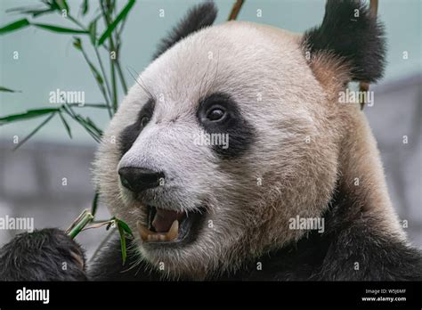 Panda Head Hi Res Stock Photography And Images Alamy