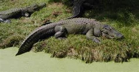 10 Facts About Alligators Fact File