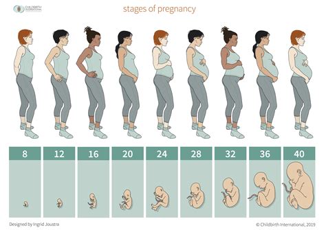 Stages Of Pregnancy