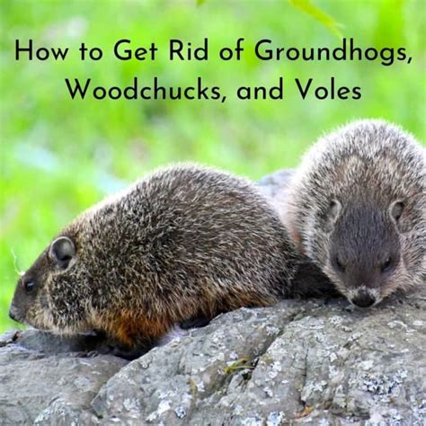How To Get Rid Of Groundhogs Woodchucks And Voles Dengarden