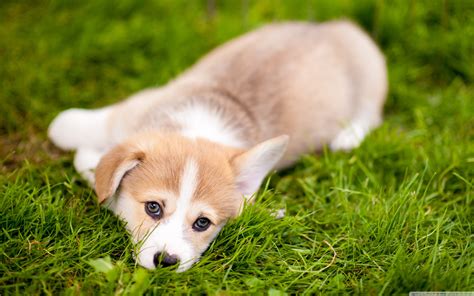 Corgi Dog Wallpaper 71 Images