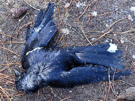 Disturbing Number Of Dead Crows In Burnaby Bc Paul Cipywnyks Blog