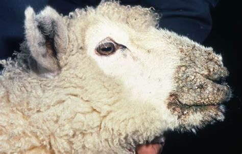 Scabby Mouth In A Lamb Diseases Of Sheep Cattle And Deer Te Ara