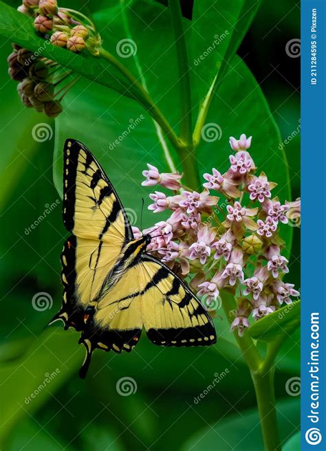 Eastern Tiger Swallowtail Butterfly Papilio Glaucus Perched Stock