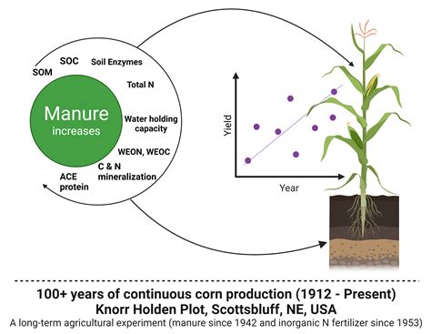 Manure Improves Soil Health And Provides Yield Stability And