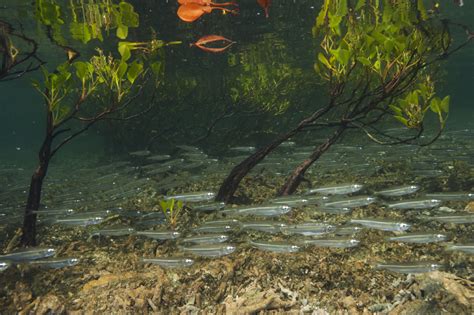 Thai Shrimp Farmers Reclaim Mangrove Forests National Geographic