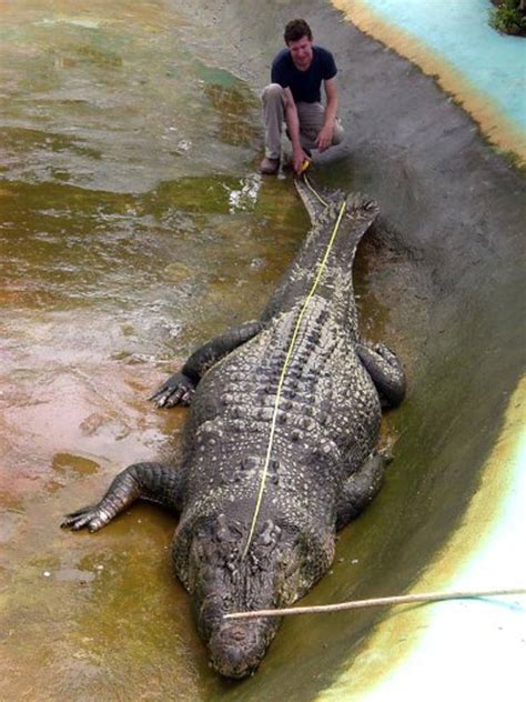 G Crocodilo Gigante Medido Oficialmente Nas Filipinas Not Cias